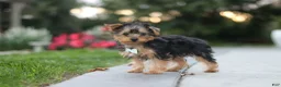 Yorkiepoo dogs for sale: Tucker - Ad 4