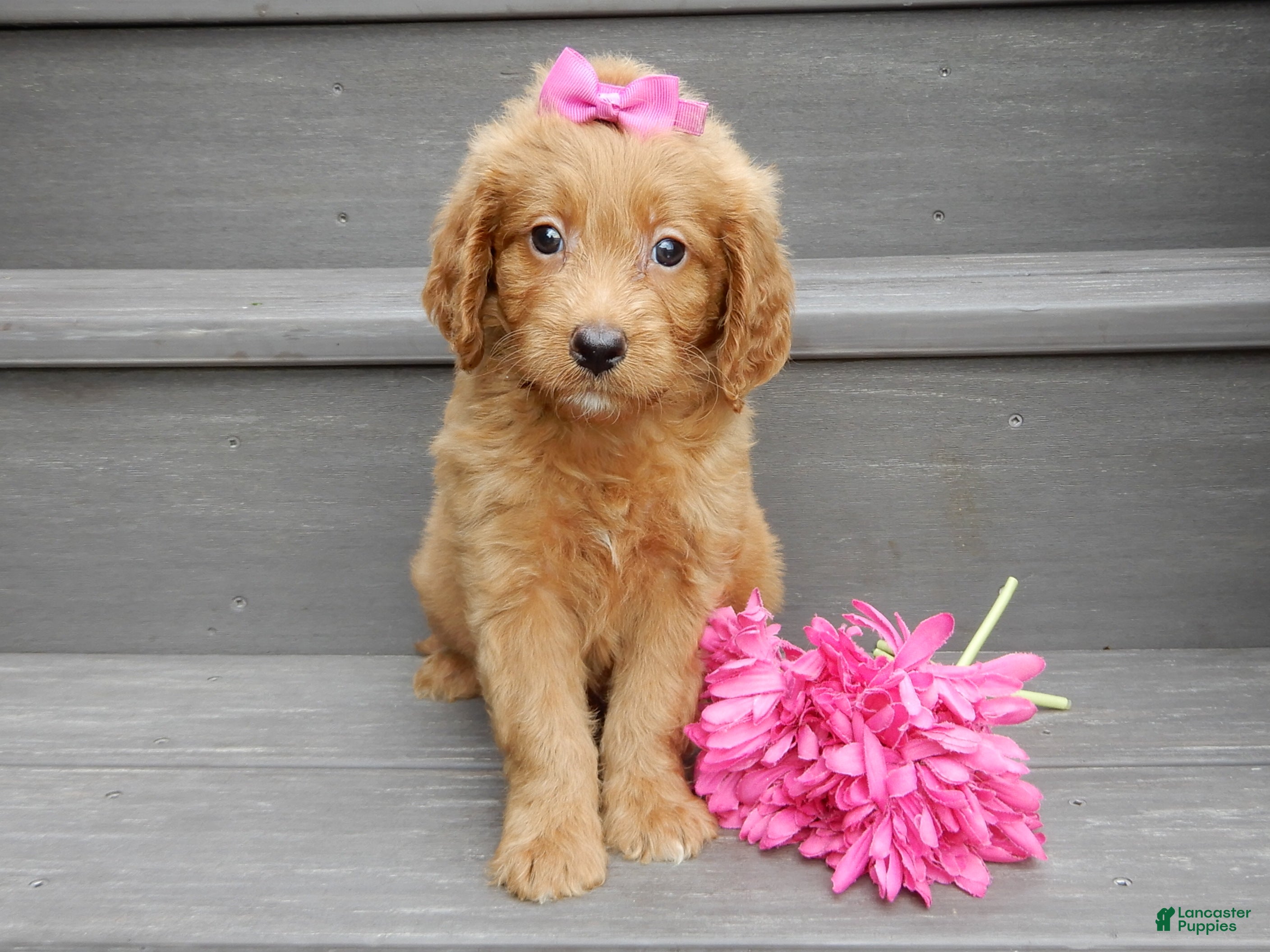 Mini Goldendoodle dogs Bella - Ad 2
