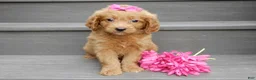 Mini Goldendoodle dogs for sale: Bella - Ad 2