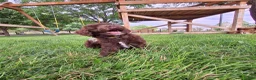 Mini Aussiedoodle dogs for sale: Yellow - Ad 2