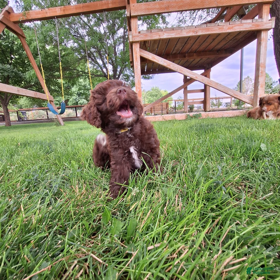 Mini Aussiedoodle dogs for sale: Yellow - Ad 2