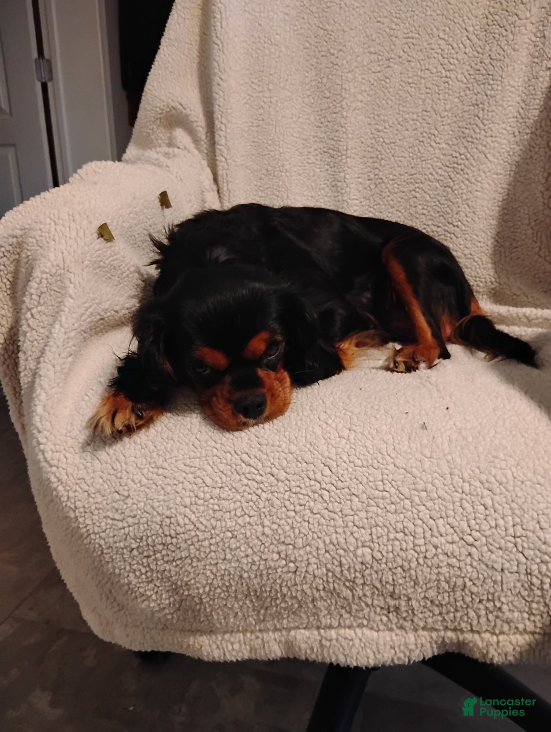 Cavalier King Charles Spaniel dogs for sale: Rhoda -Cavalier King Charles Spaniel Puppy 3 - Ad 6