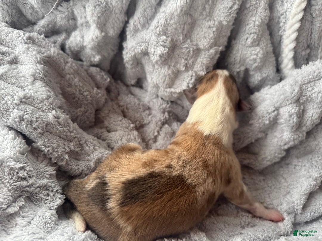 Collie dogs for sale: Denim  - Ad 2