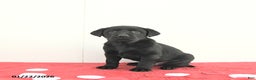 Labrador Retriever dogs for sale: Atlas - Ad 5