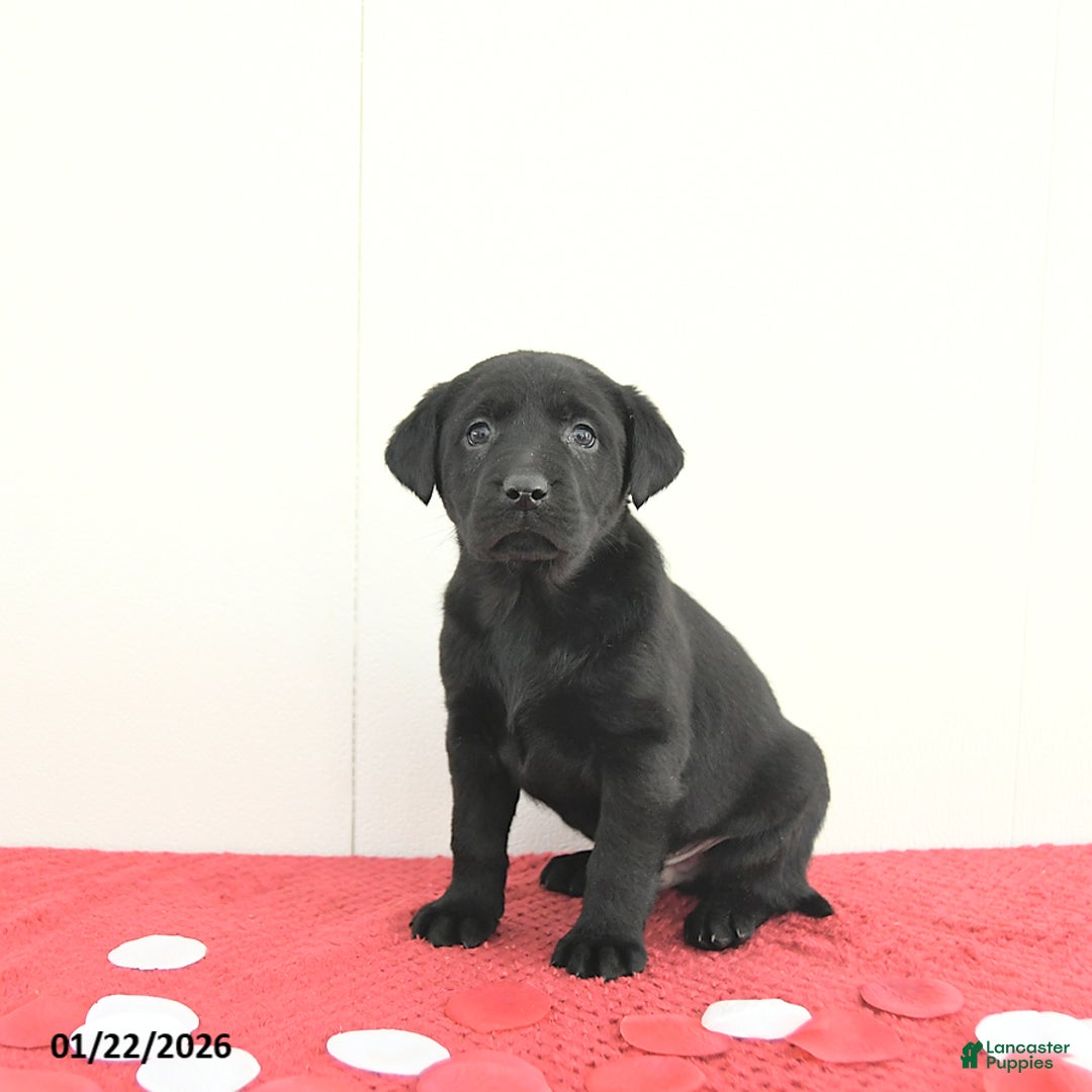 Labrador Retriever dogs for sale: Atlas - Ad 5