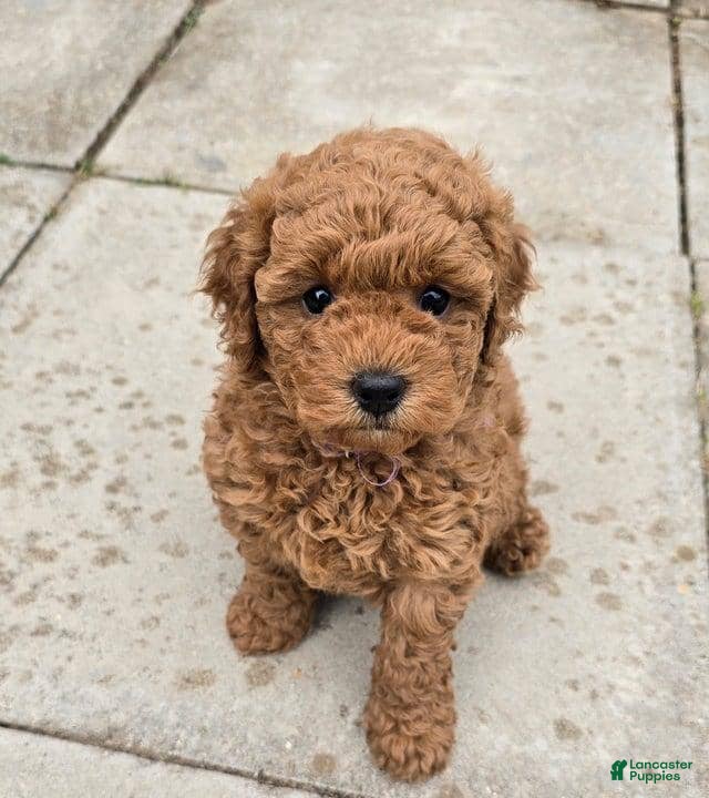 Toy Poodle dogs Toy Poodle Puppy 2 - Ad 19
