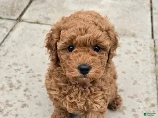 Toy Poodle dogs Toy Poodle Puppy 2 - Ad 33