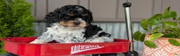 Cockapoo dogs for sale: Bandit - Ad 8