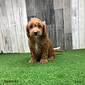 Mini Goldendoodle dogs Kenny - Ad 30