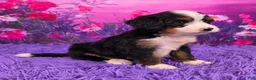 Mini Bernedoodle dogs for sale: Nora - Ad 2