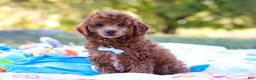 Miniature Poodle dogs for sale: Winston - Ad 13