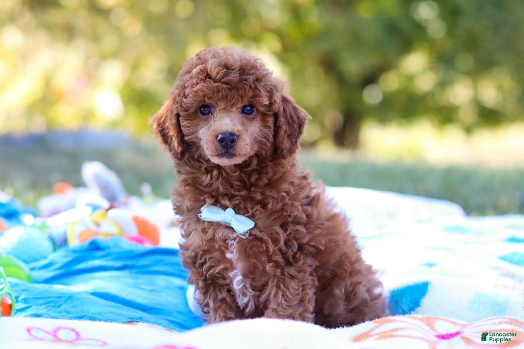 Miniature Poodle dogs for sale: Winston - Ad 13