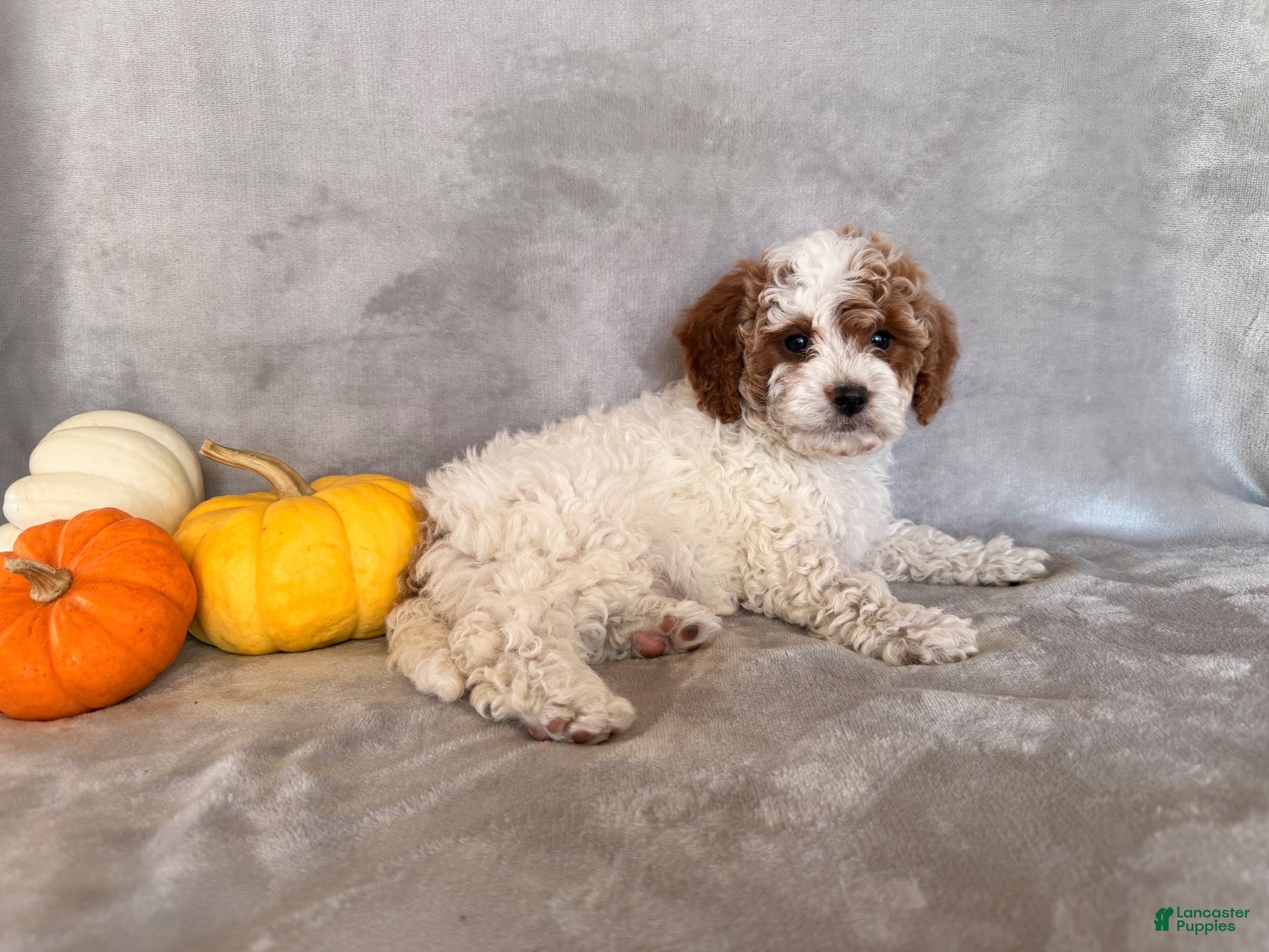 Cavapoo dogs Peanuts - Ad 2
