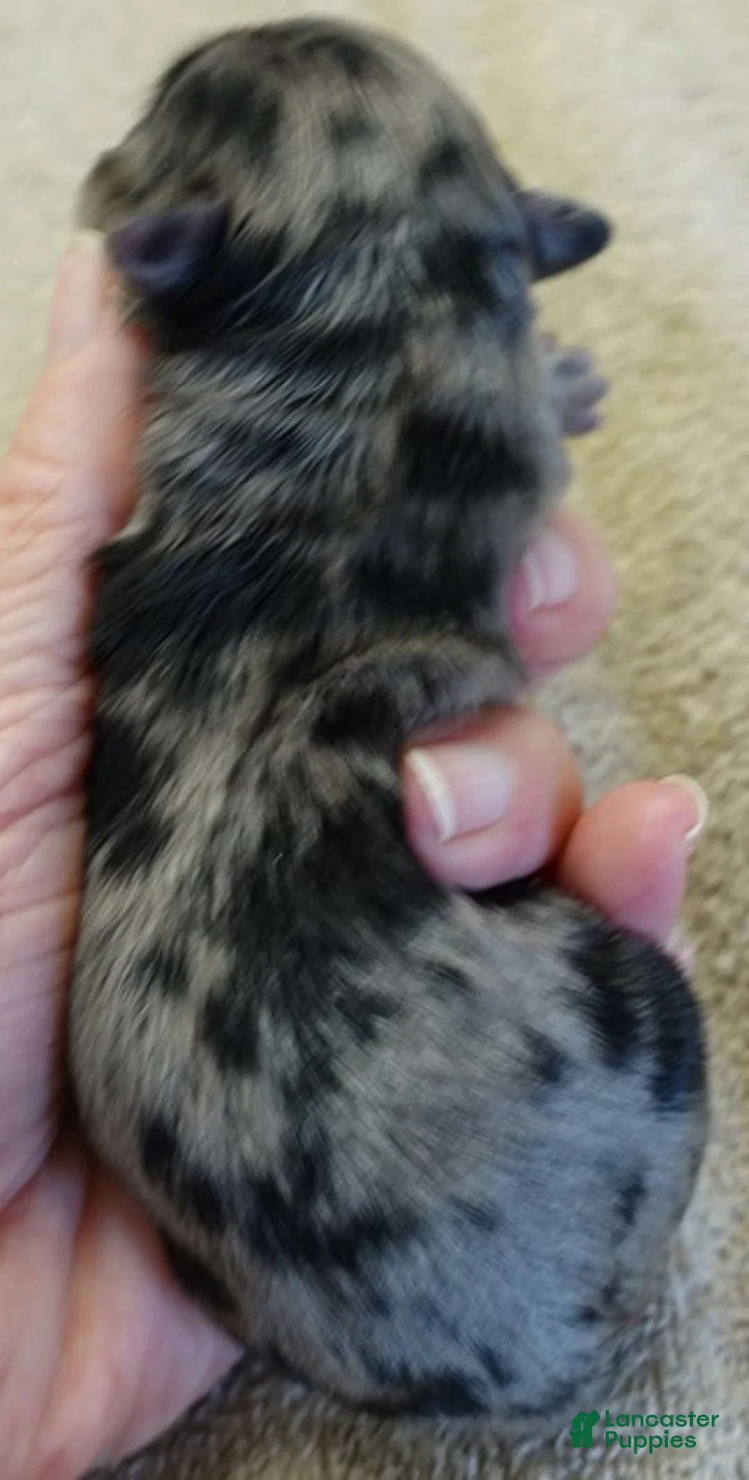 Maltipoo dogs for sale: Amara - Ad 2