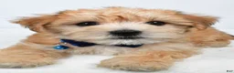 Morkie dogs for sale: Walker - Ad 10