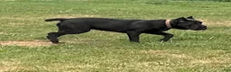 Cane Corso dogs for sale: Destiny - Ad 2