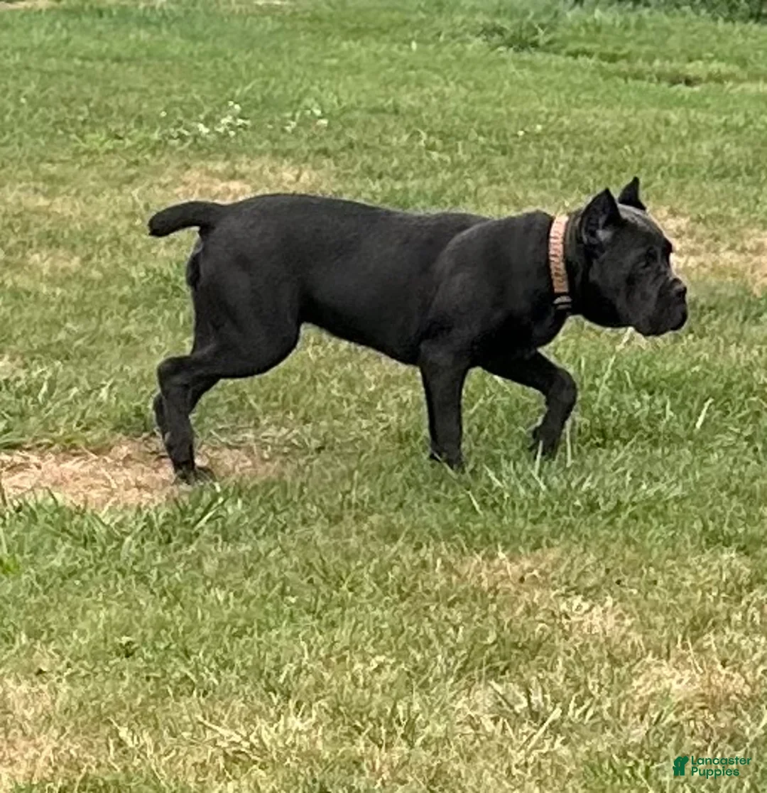 Cane Corso dogs for sale: Destiny - Ad 2