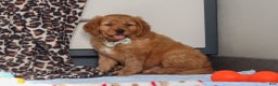 Miniature Golden Retriever dogs for sale: Otis - Ad 10