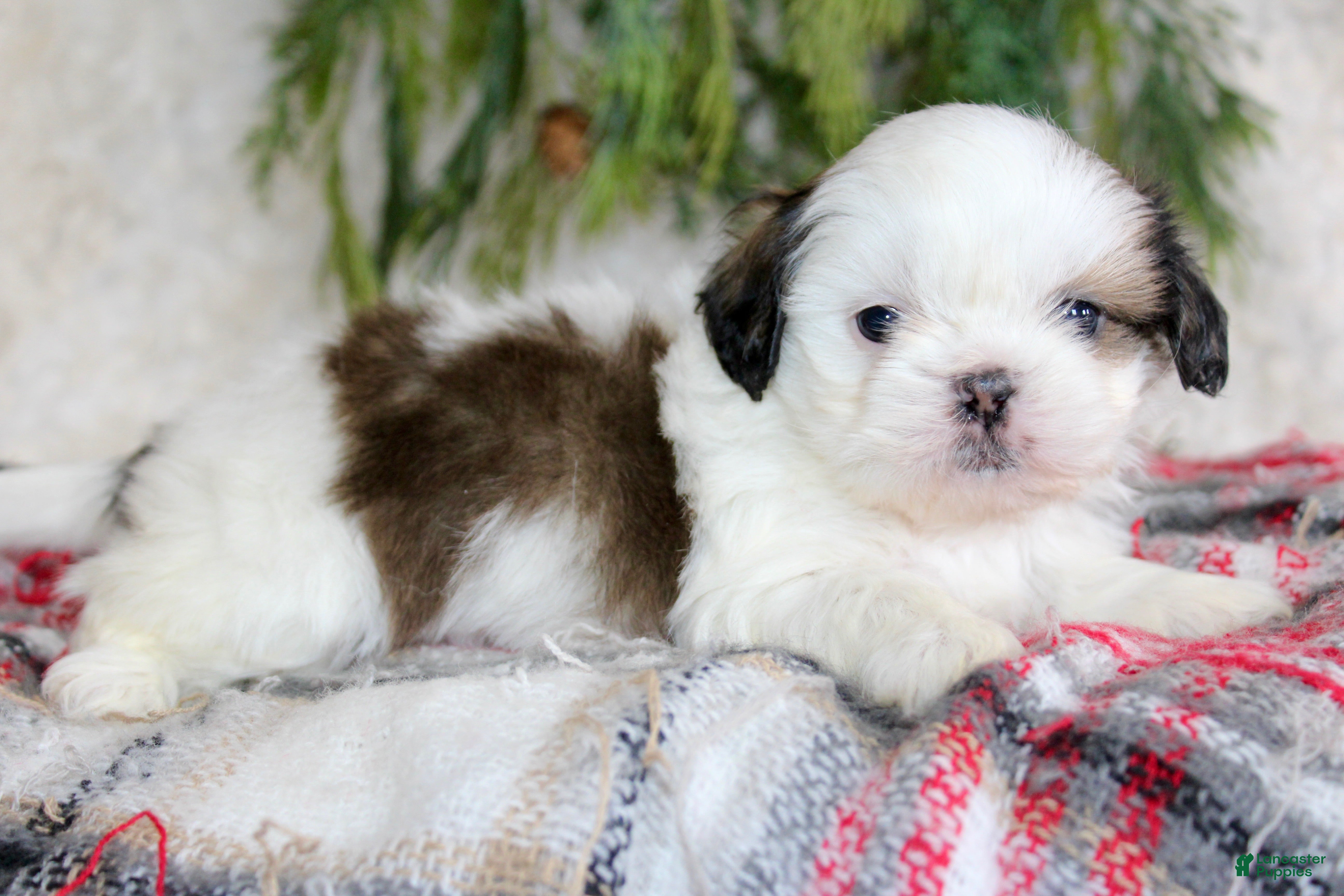 Shih Tzu dogs Shih Tzu Puppy 1 - Ad 4