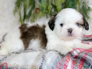 Shih Tzu dogs Shih Tzu Puppy 1 - Ad 4