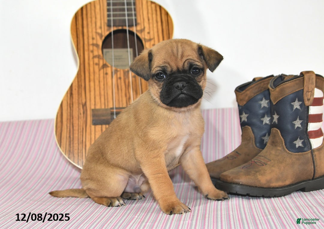 Jug dogs for sale: Adric - Ad 1