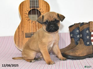 Jug dogs Adric - Ad 41