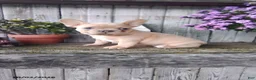 French Bulldog dogs for sale: Autumn - Ad 6