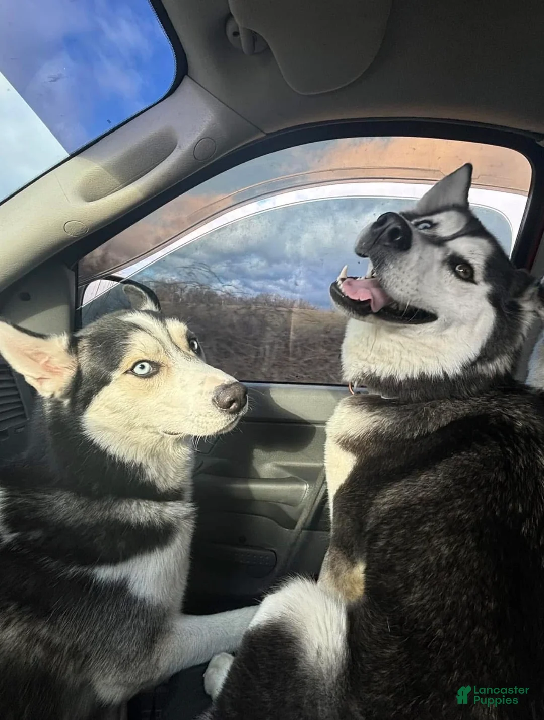 Mixed Breed dogs for sale: Thor - Ad 5