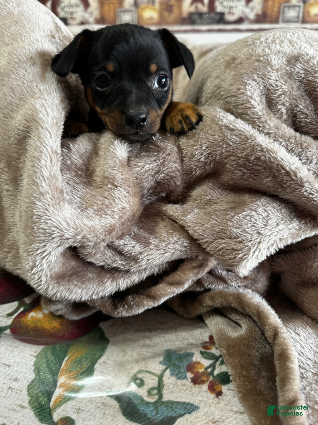 Chihuahua dogs for sale: Jack - Ad 5
