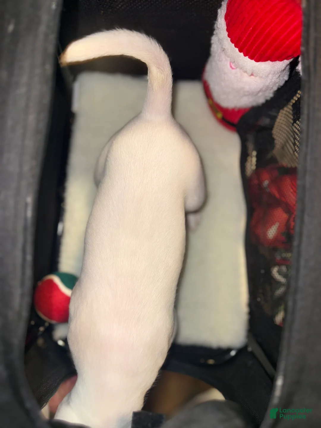 American Bully dogs for sale: Marshmallow  - Ad 7