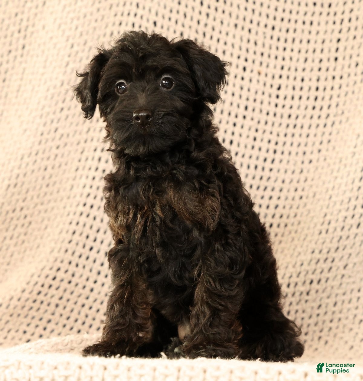 Yorkiepoo dogs Zara - Ad 2