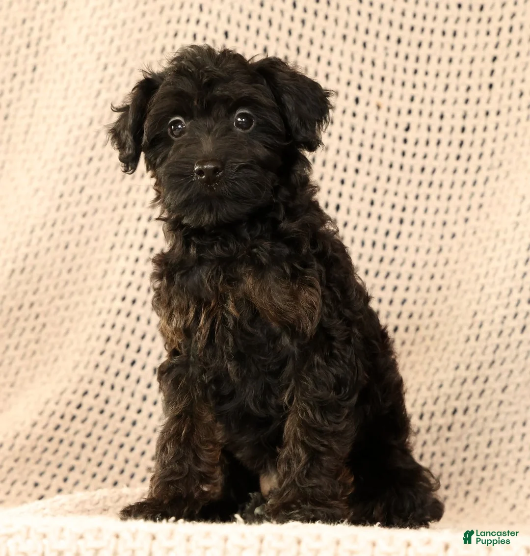 Yorkiepoo dogs for sale: Zara - Ad 2
