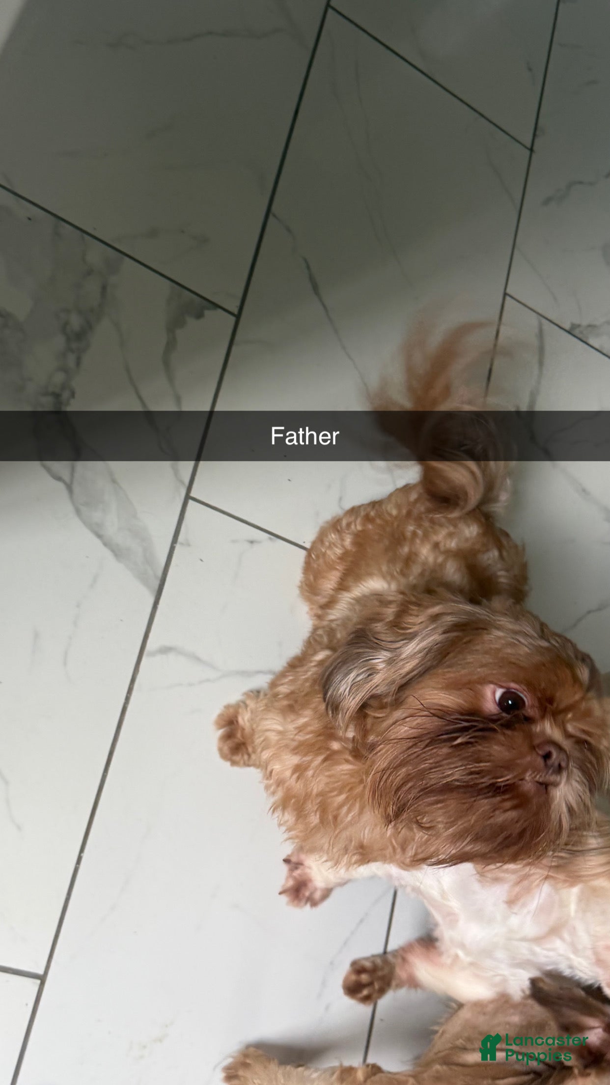 Shih Tzu dogs Shih Tzu 1 - Ad 2