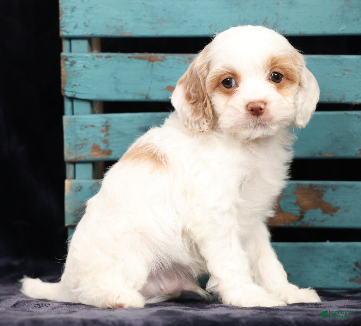 Cavapoo dogs Chase - Ad 1