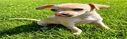 Chihuahua dogs for sale: Chihuahua male  - Ad 4