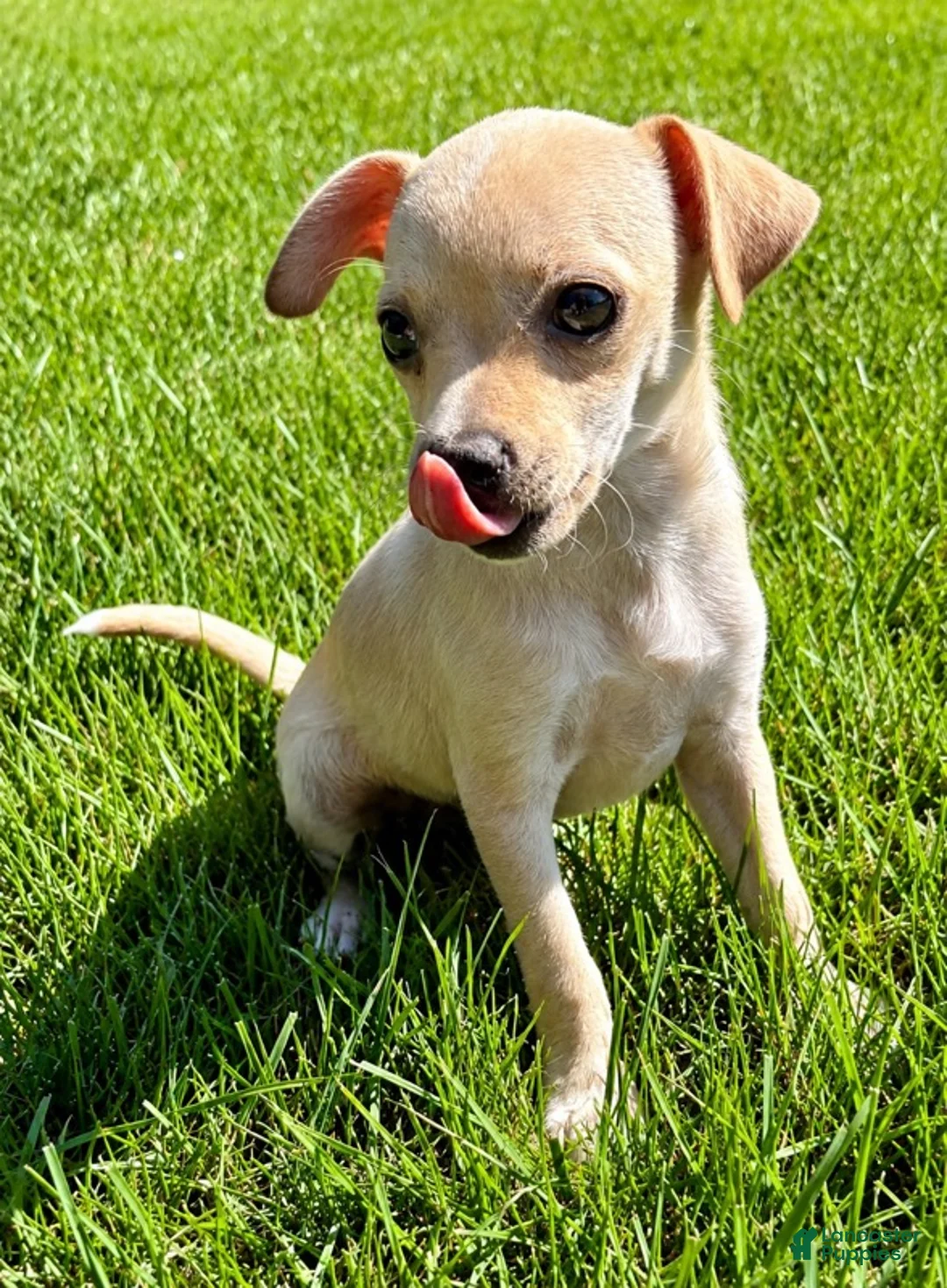 Chihuahua dogs for sale: Chihuahua male  - Ad 4