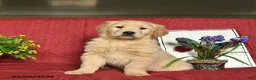 Golden Retriever dogs for sale: Pluto  - Ad 5