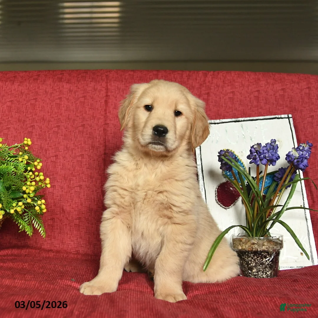 Golden Retriever dogs for sale: Pluto  - Ad 5
