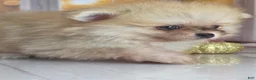 Pomeranian dogs for sale: Apricot - Orange Female Pomeranian - Ad 2