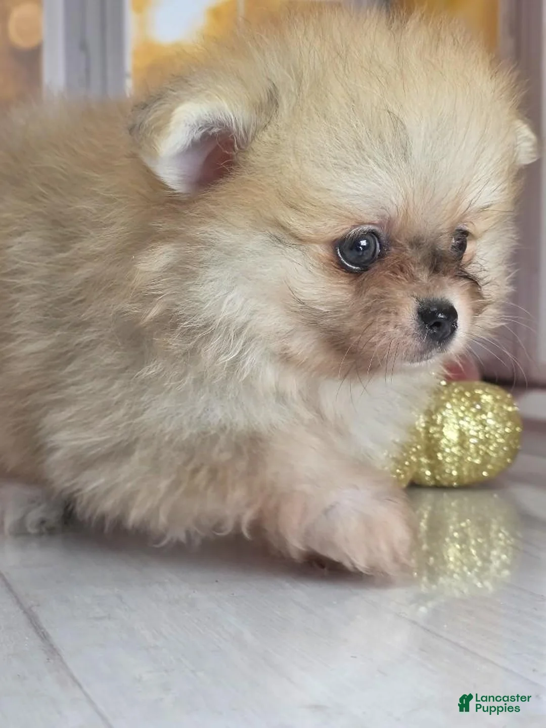 Pomeranian dogs for sale: Apricot - Orange Female Pomeranian - Ad 2