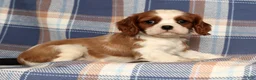 Cavalier King Charles Spaniel dogs for sale: Cori - Ad 3