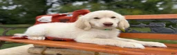 Mixed Breed dogs for sale: Gelato (Boy) - Ad 5