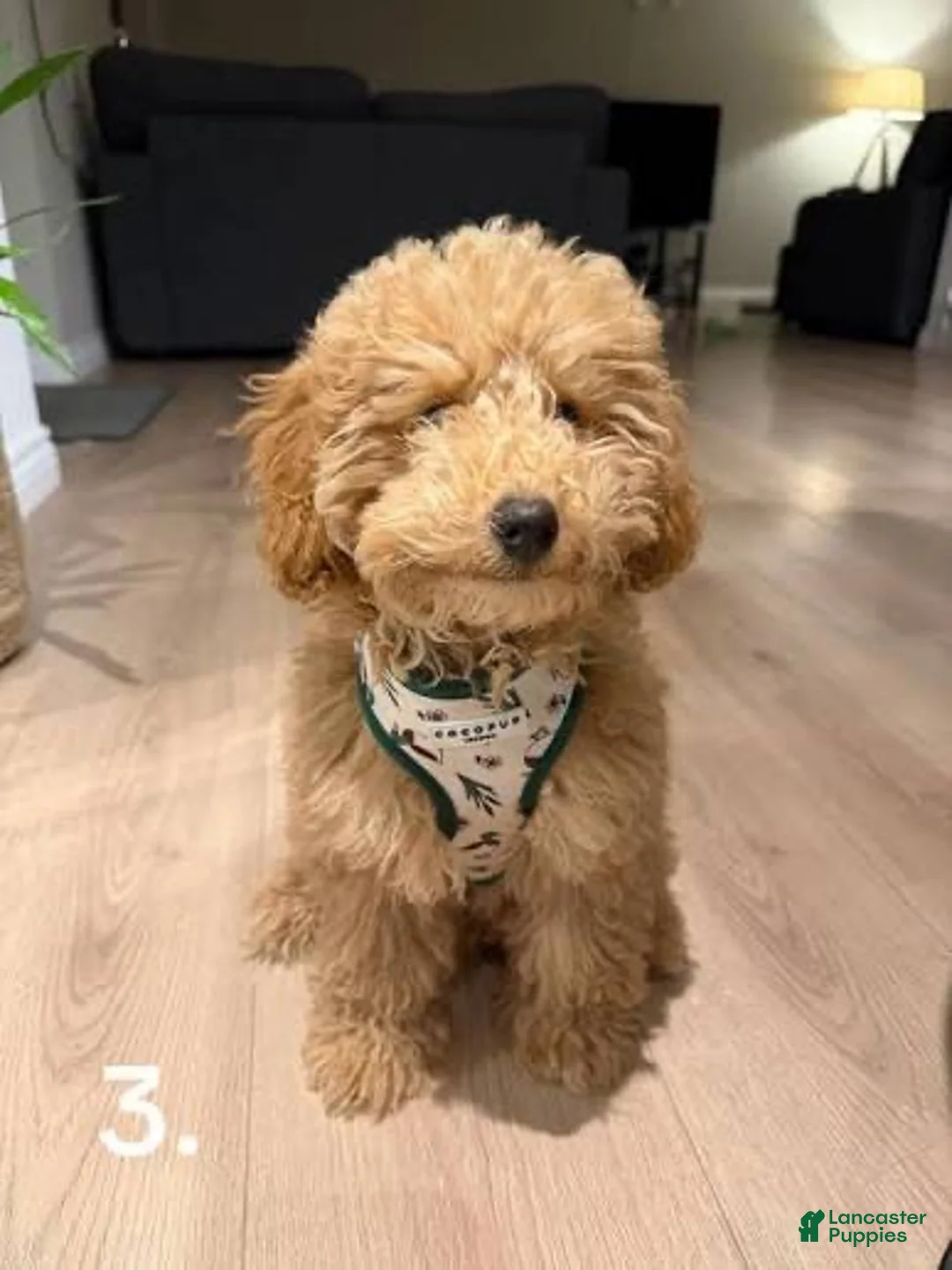 Miniature Poodle dogs for sale: Miniature Poodle 1 - Ad 2