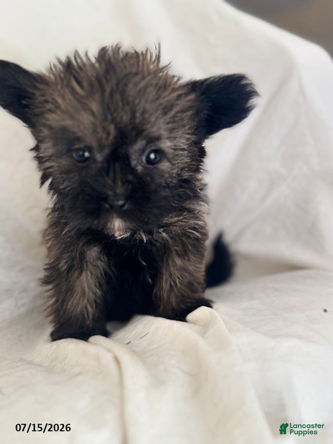 Shorkie dogs Effie - Ad 2