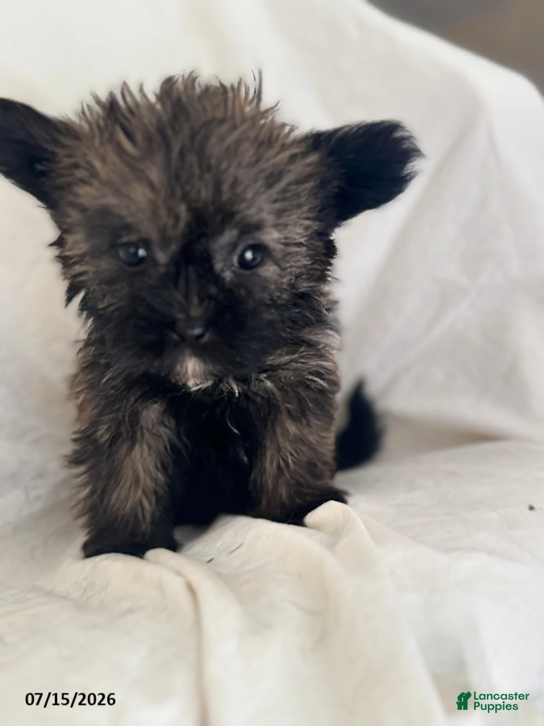 Shorkie dogs for sale: Effie - Ad 2