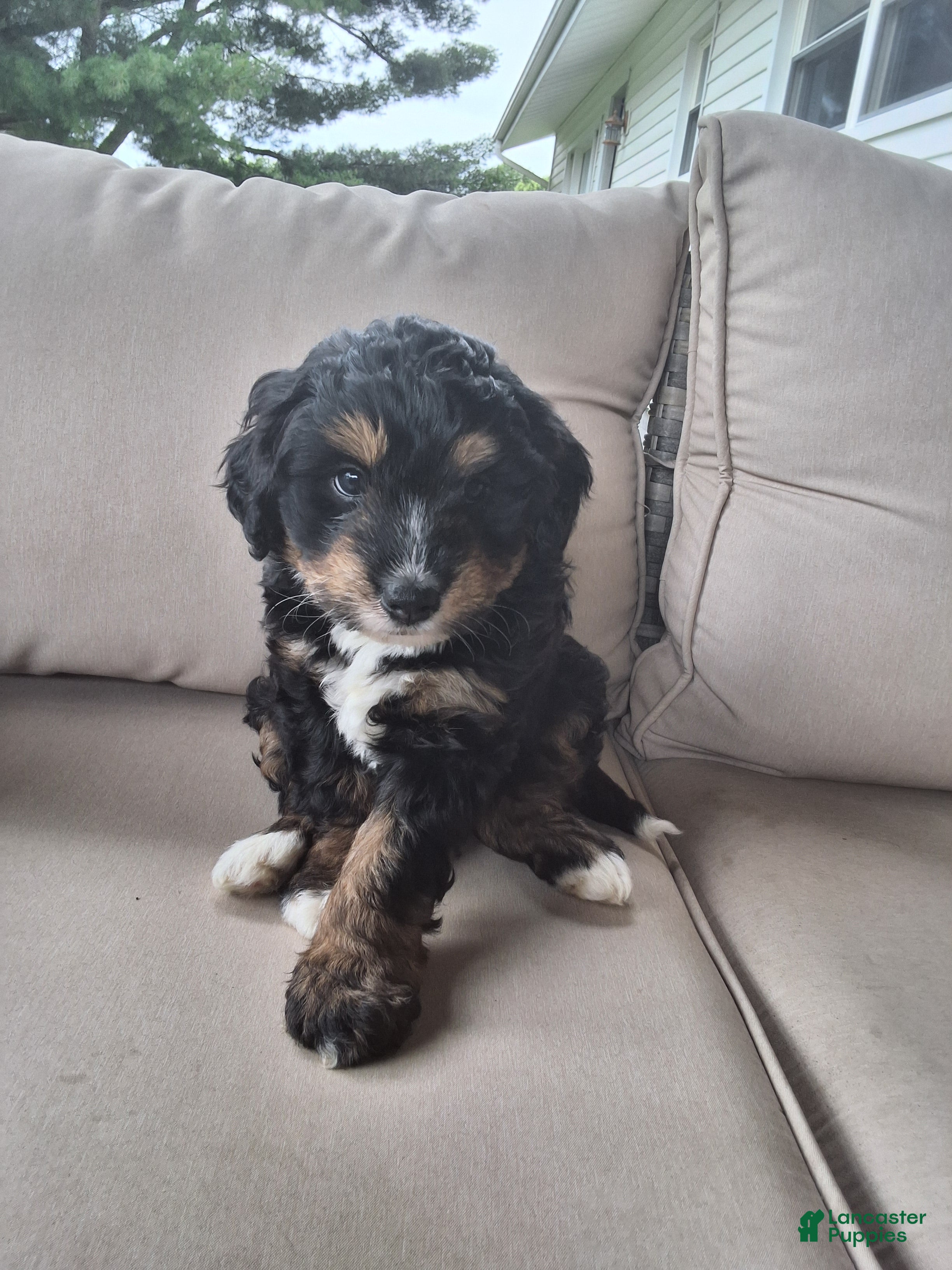 Aussiedoodle dogs Smokey - Ad 1