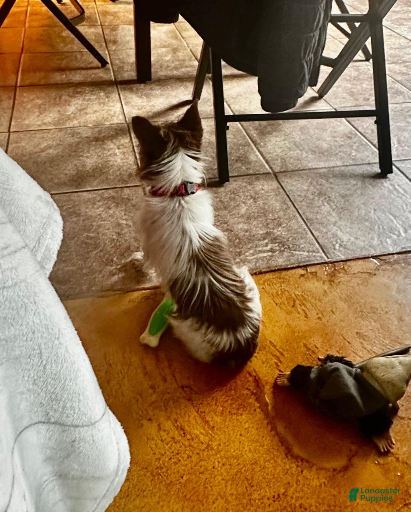 Yorkshire Terrier dogs AKC Cash - Ad 2