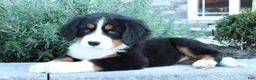 Bernese Mountain Dog dogs for sale: Amber - Ad 1