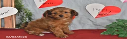 Mixed Breed dogs for sale: Fritz - Ad 3