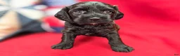 Cockapoo dogs for sale: Tinkerbell - Ad 16
